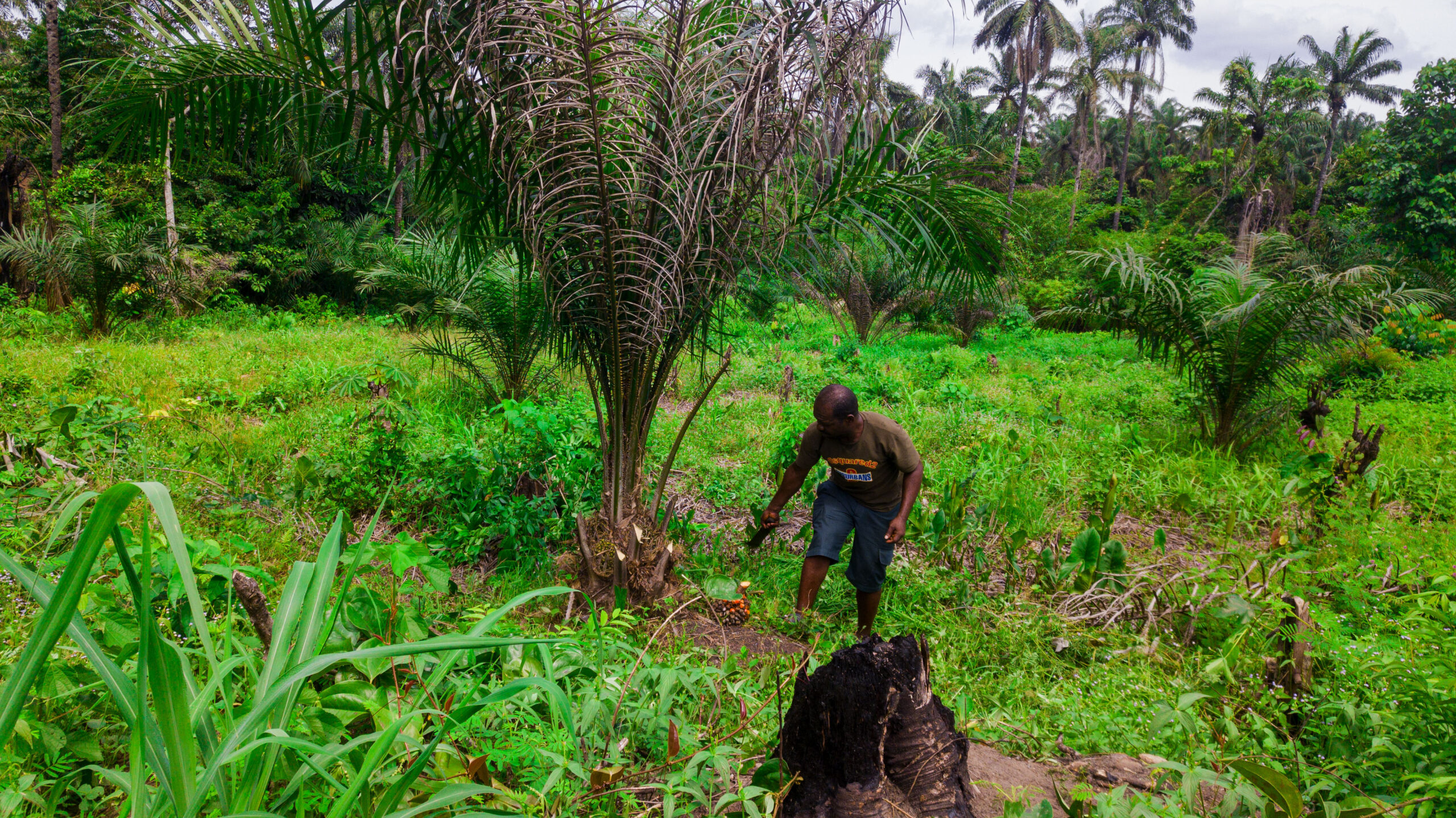 Our focus is simple: grow the palm oil industry without compromising the land, the people, or the planet.
