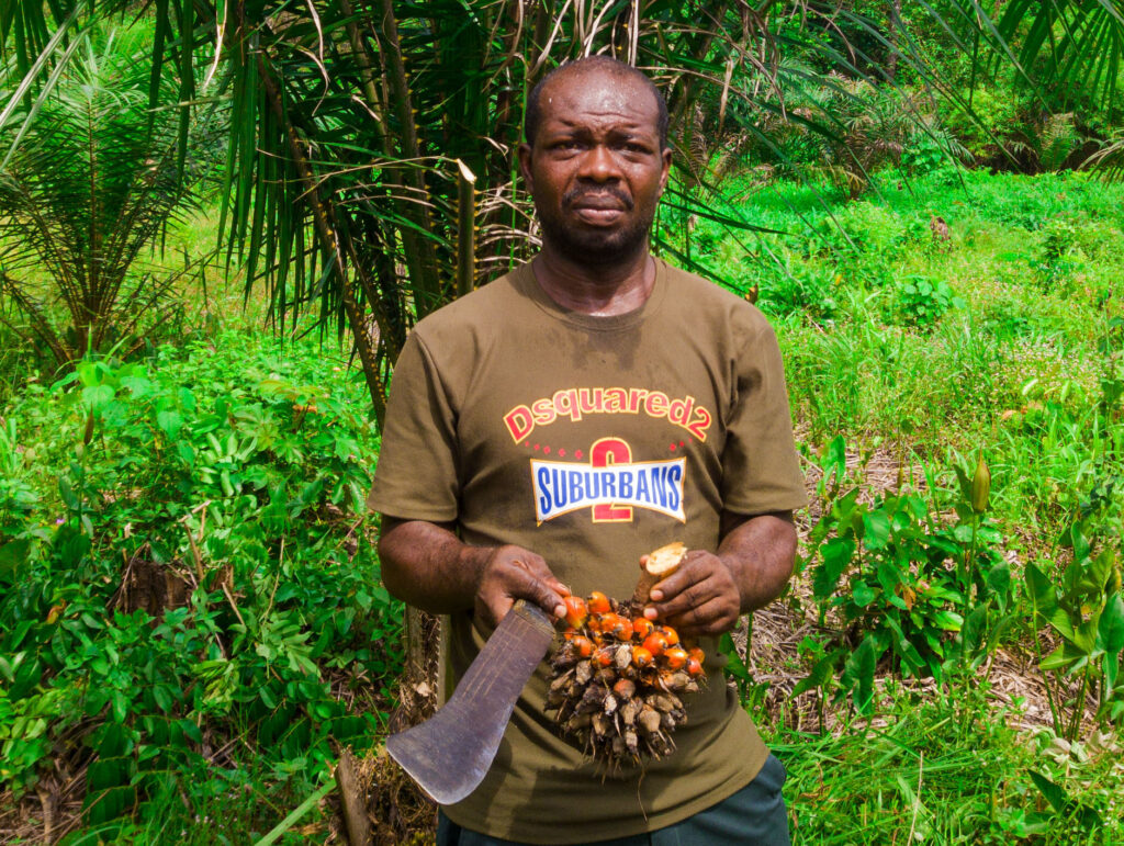 Cultivated 1.1ha of farmland in Umuka local government area of Okigwe, Imo state, starting in May 2021. Started with 160 nursery-grown palm crops of the Tenera variety