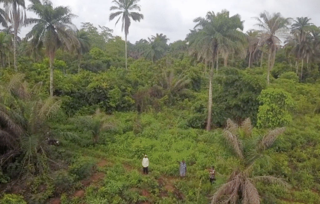 Terra palm Oil business. Aligbo